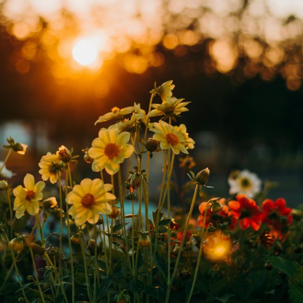 Método crecimiento y consciencia