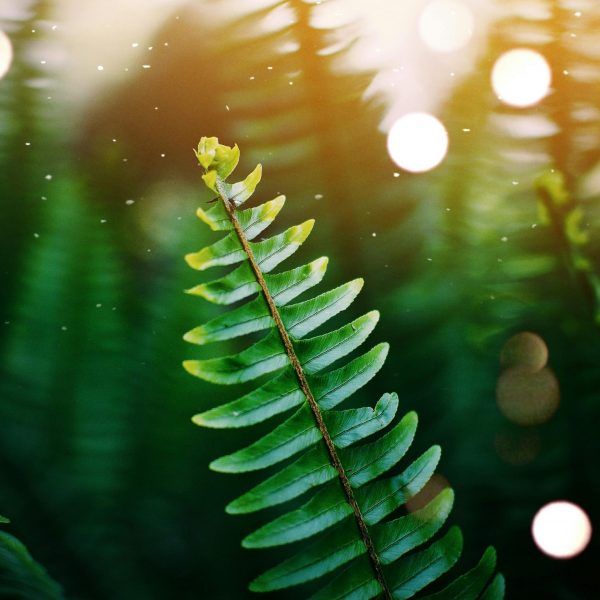 pexels-mwabonje-1329618