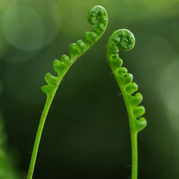 pexels-pixabay-51374